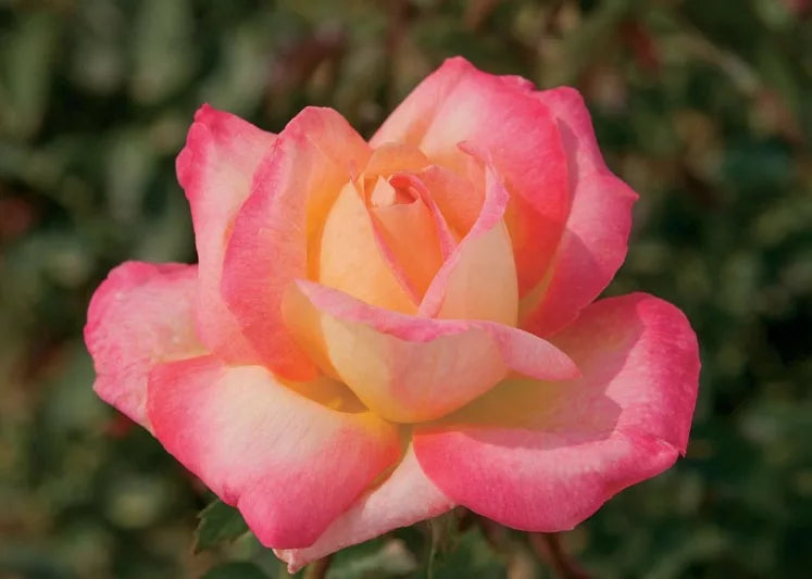 Rosa 'Peace' (Peace Hybrid Tea Rose)