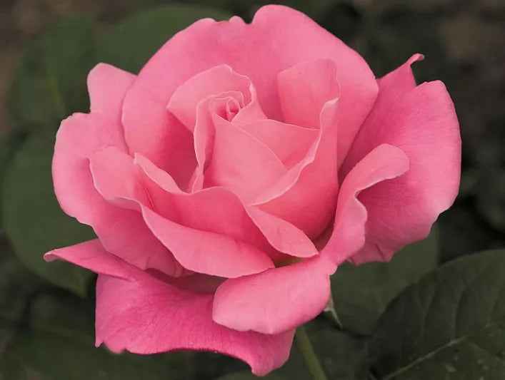 Rosa ‘Perfume Delight’ (Hybrid Tea Rose)