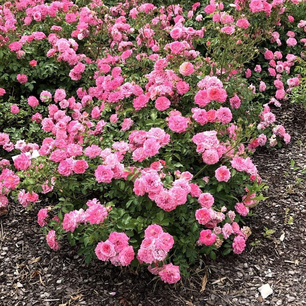 Rosa DRIFT® Sweet Rose (Sweet Drift Groundcover Rose)