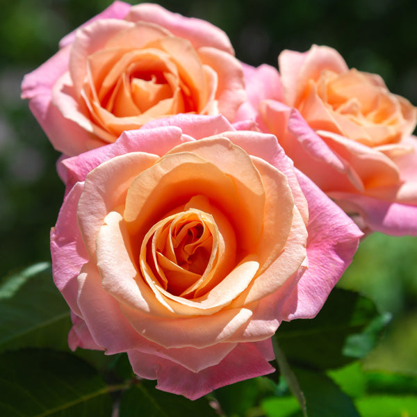 Rosa 'Lolita' (Lolita Hybrid Tea Rose)