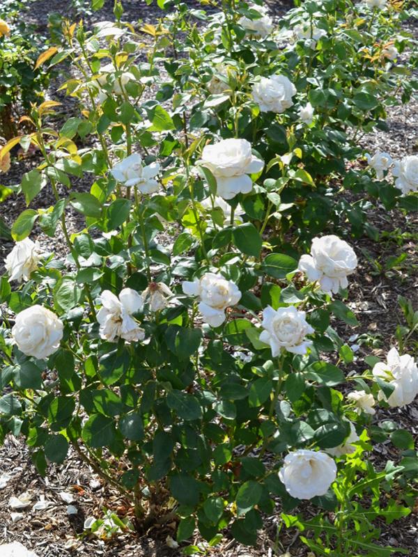 Rosa 'Sugar Moon' (Hybrid Tea Rose)