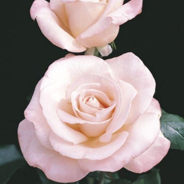 Rosa 'Aotearoa' (Hybrid Tea Rose)