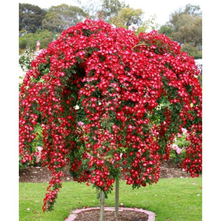 Rosa ‘Bloomfield Courage’ (Bloomfield Courage Weeping Rose) Standards
