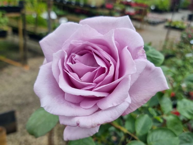 Rosa ‘Blue Moon’ (Hybrid Tea Rose)