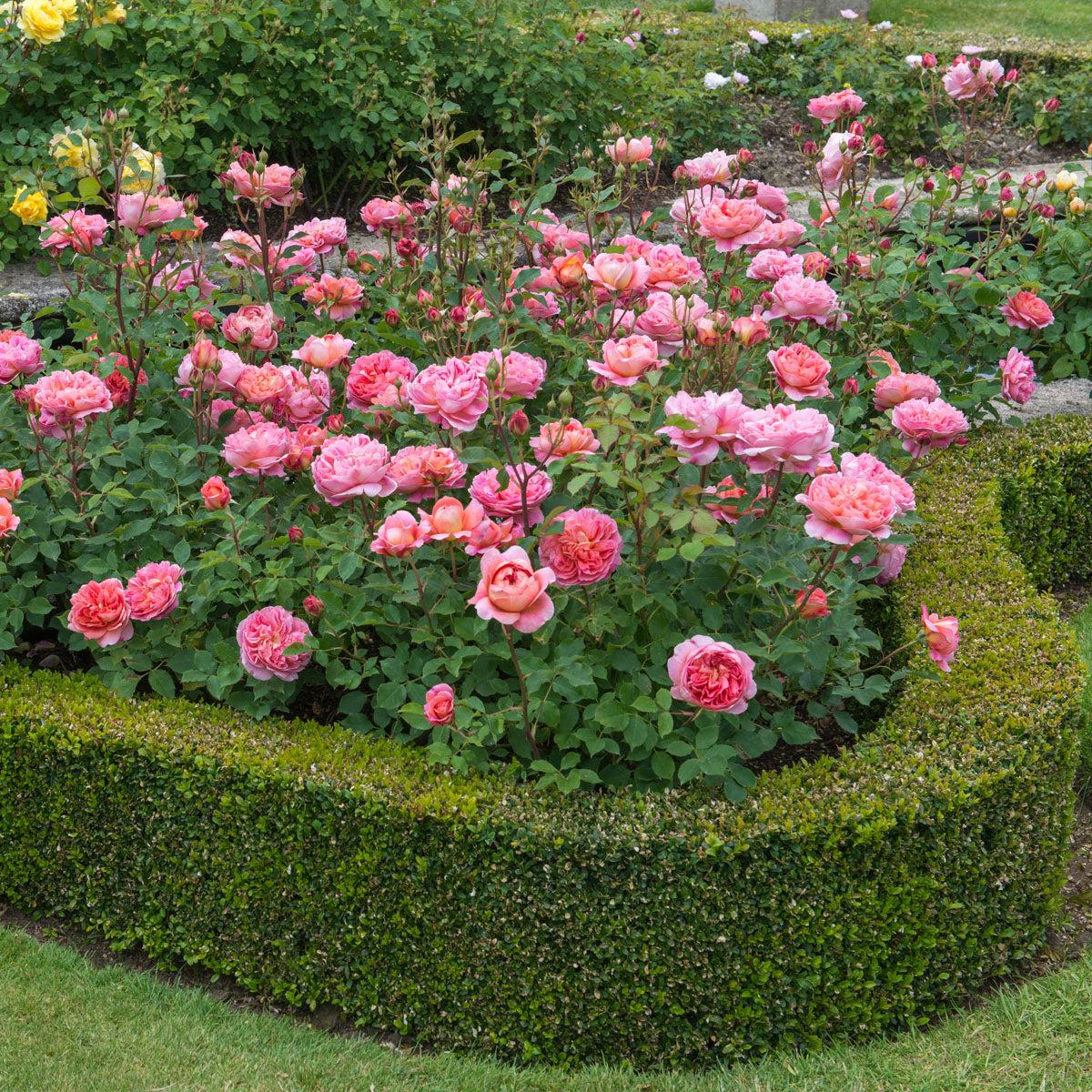 Rosa ‘Boscobel’ (Auscousin) (David Austin English Rose)