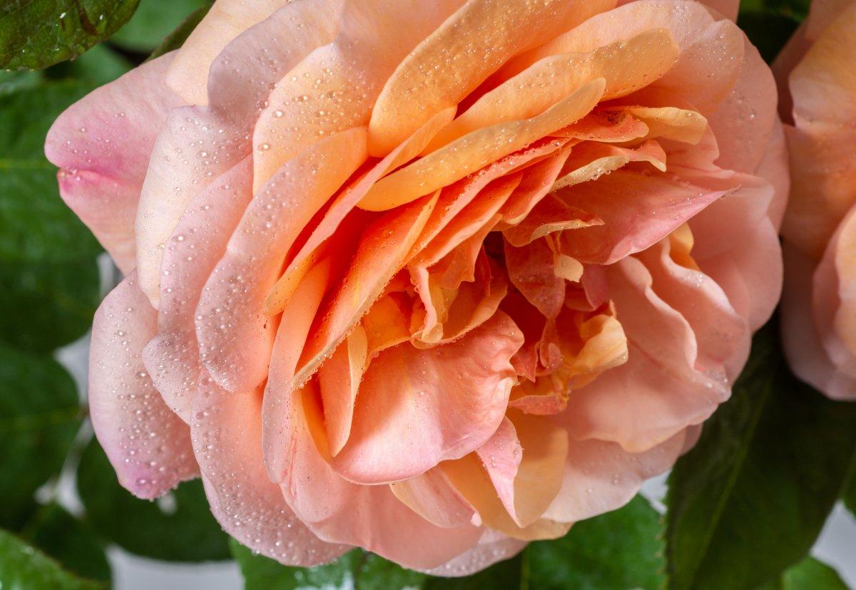 Rosa ‘Charles Austin’ (Charles Austin English Shrub Rose)