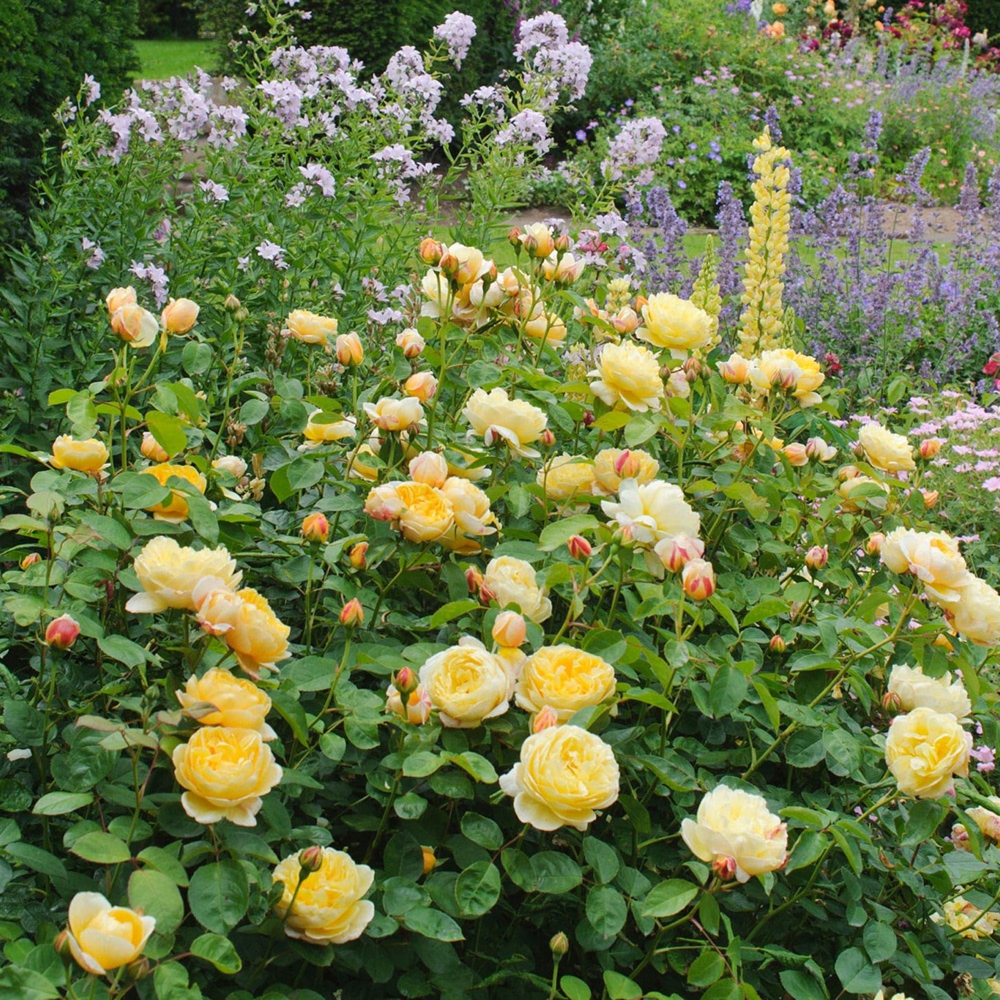 Rosa ‘Charlotte’ (Charlotte English Shrub Rose)