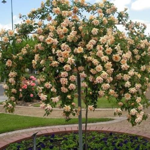 Rosa ‘Crépuscule’ (Crepuscule Weeping Rose) Standards