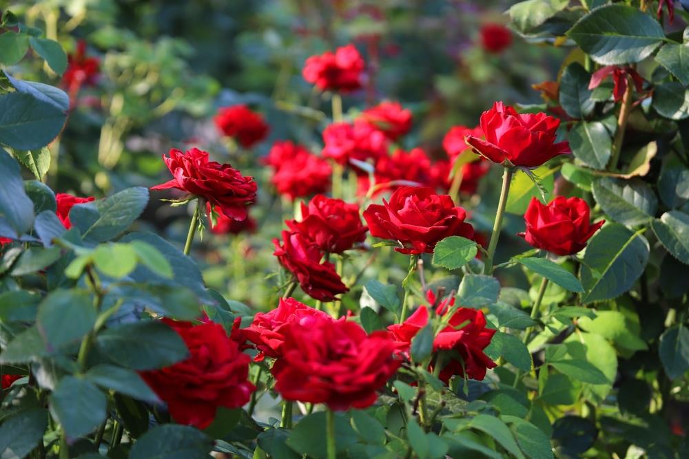 Rosa 'Dear Father' (Rose)