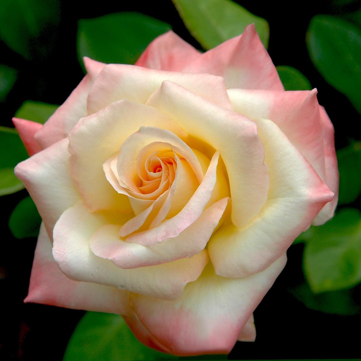 Rosa 'Diana, Princess Of Wales' (Hybrid Tea Rose)