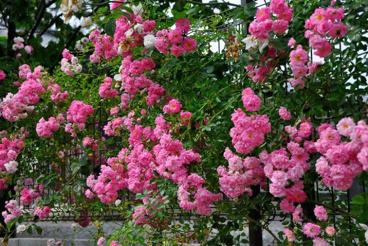 Rosa ‘Dorothy Perkins’ (Climbing Rose)