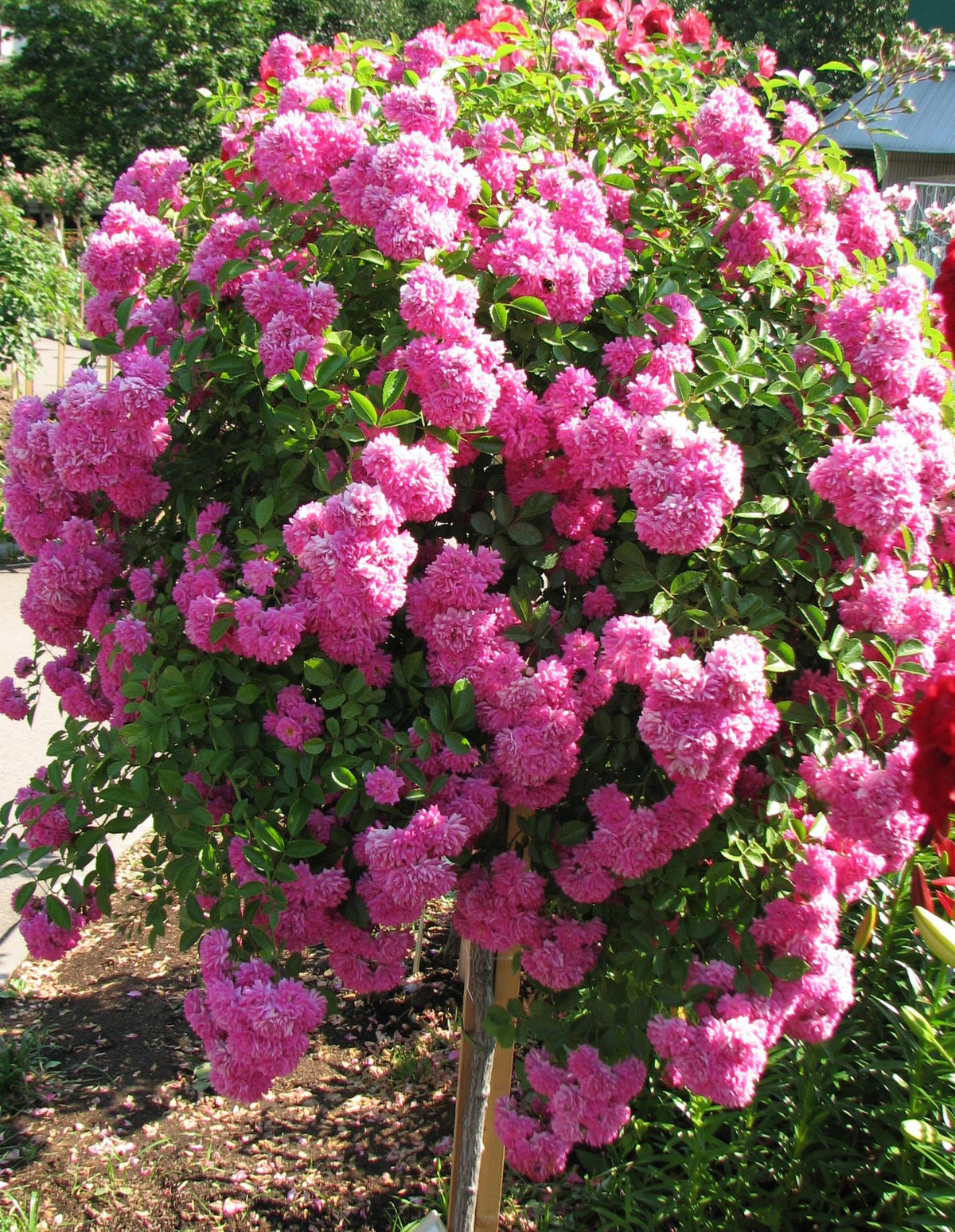 Rosa ‘Dorothy Perkins’ (Dorothy Perkins Weeping Rose) Standards