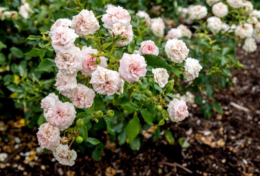 Rosa ‘Echo Pale Pink’ (Echo Pale Pink Rose)