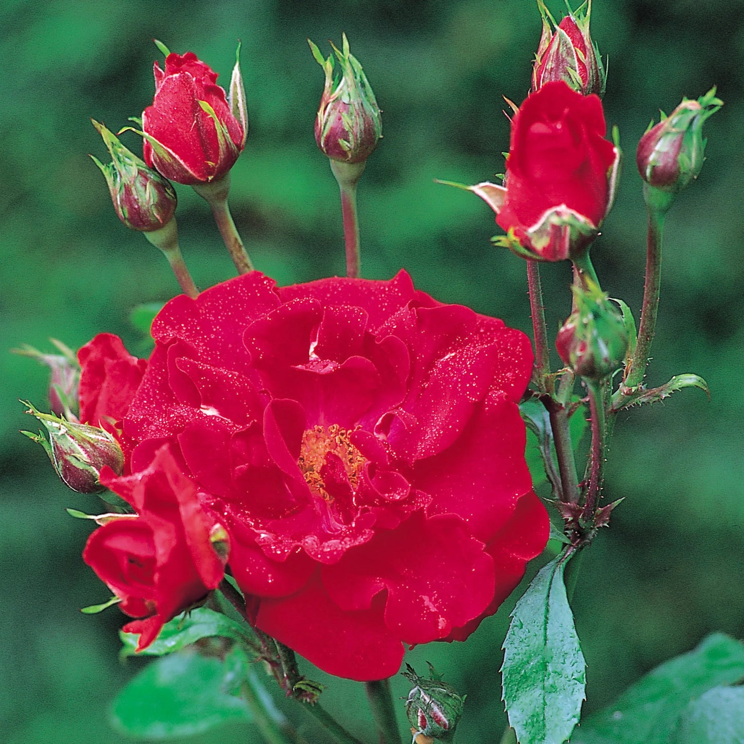 Rosa ‘Evelyn Fison’