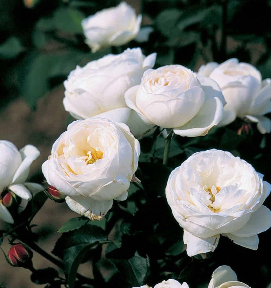 Rosa ‘Fair Bianca’ (Fair Bianca English Shrub Rose)