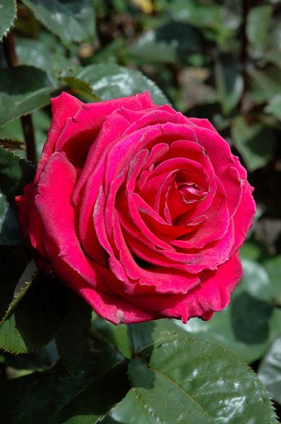 Rosa 'Firefighter' (Hybrid Tea Rose)