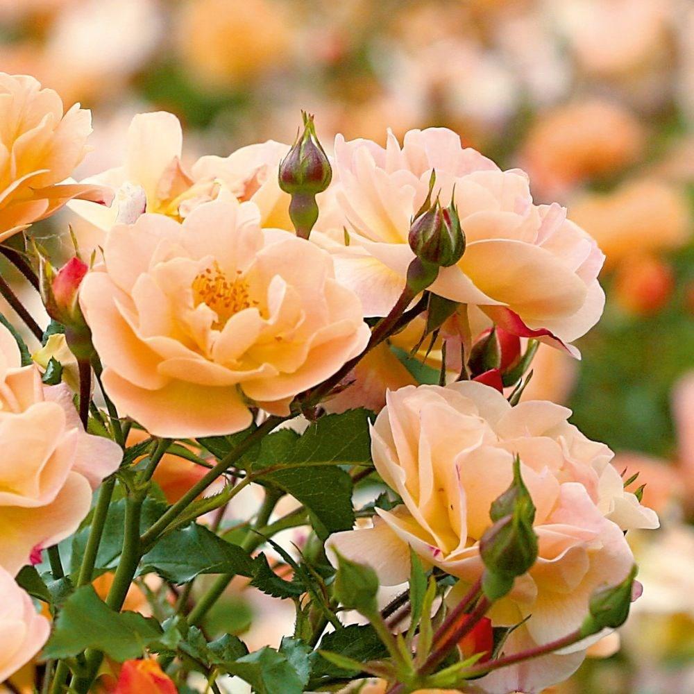 Rosa 'Flower Carpet Amber' (Groundcover Rose)