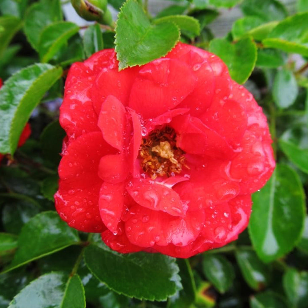 Rosa 'Flower Carpet Scarlet' (Scarlet Flower Carpet Rose)