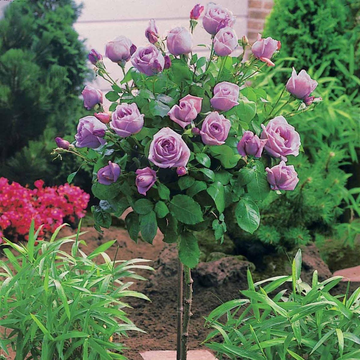 Rosa ‘Fragrant Plum’ (Fragrant Plum Rose) Standards