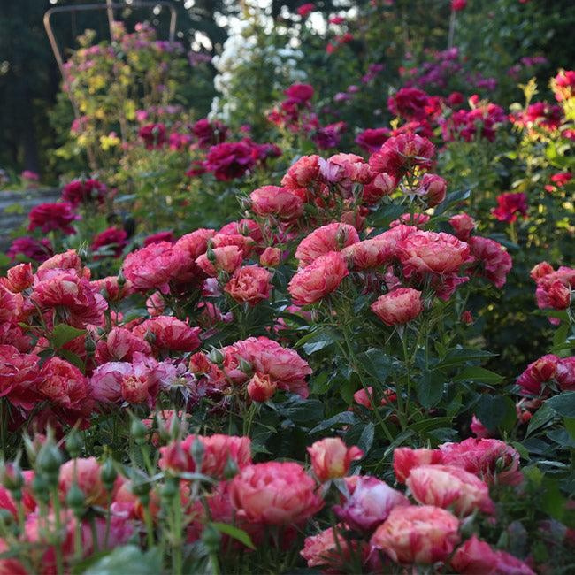 Rosa 'Frida Kahlo' (Floribunda Rose)