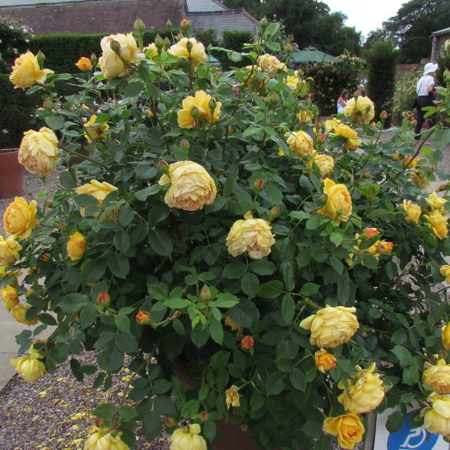 Rosa ‘Harry Wheatcroft’ (Hybrid Tea Rose)