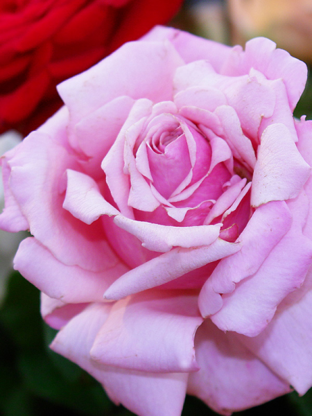 Rosa ‘Heaven Scent’ (Hybrid Tea Rose)
