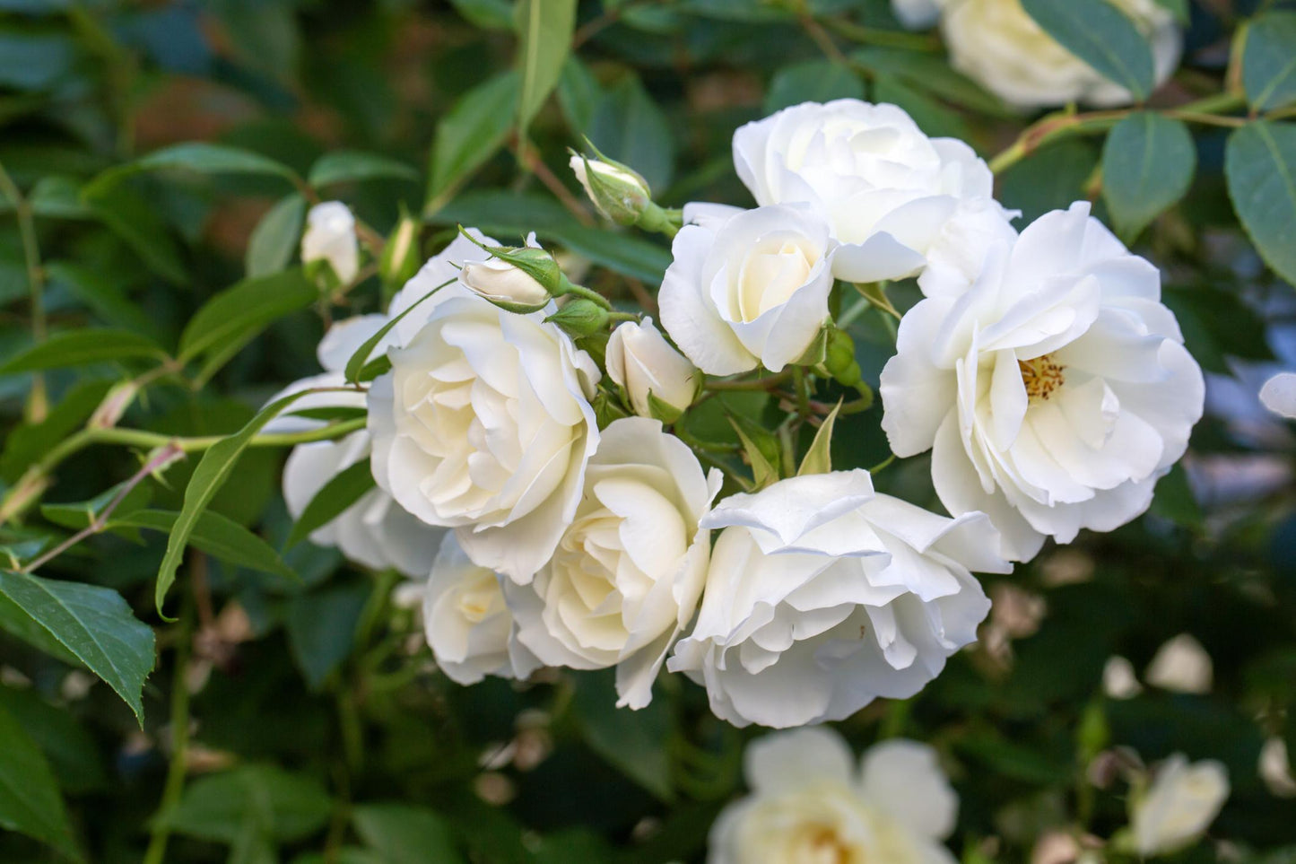 Rosa ‘Iceberg’ (White Iceberg Rose Standard)