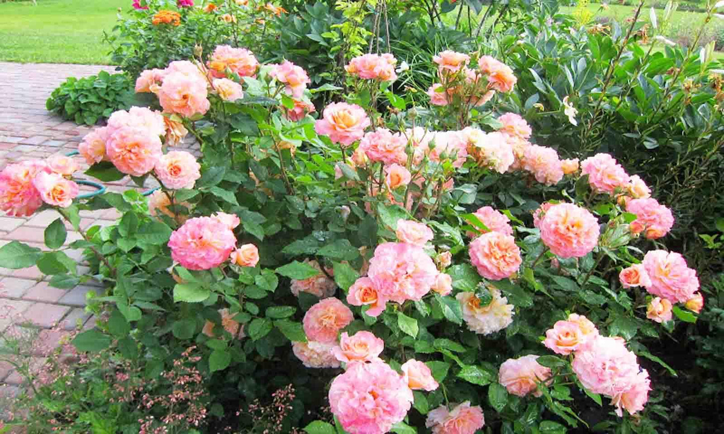 Rosa 'Julia's Rose' (Julia's Rose Hybrid Tea Rose)