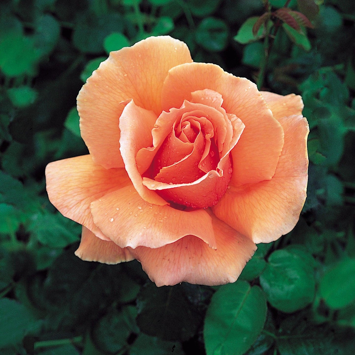 Rosa 'Just Joey' (Just Joey Hybrid Tea Rose)