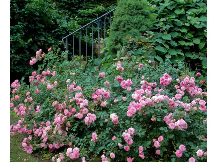 Rosa 'Sweet Laguna' (Sweet Laguna Climbing Rose)