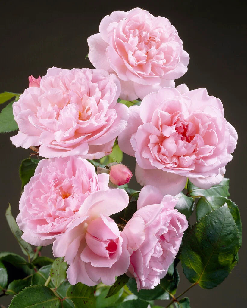 Rosa ‘Kathryn Morley’ (Kathryn Morley English Shrub Rose)