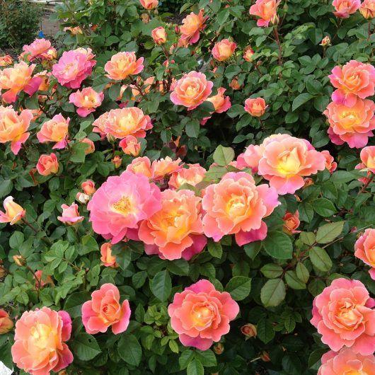Rosa 'Kormamtiza' (Afternoon Delight Floribunda Rose)