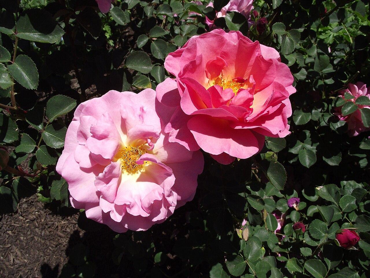 Rosa ‘Lillian Austin’ (Lillian Austin English Shrub Rose)