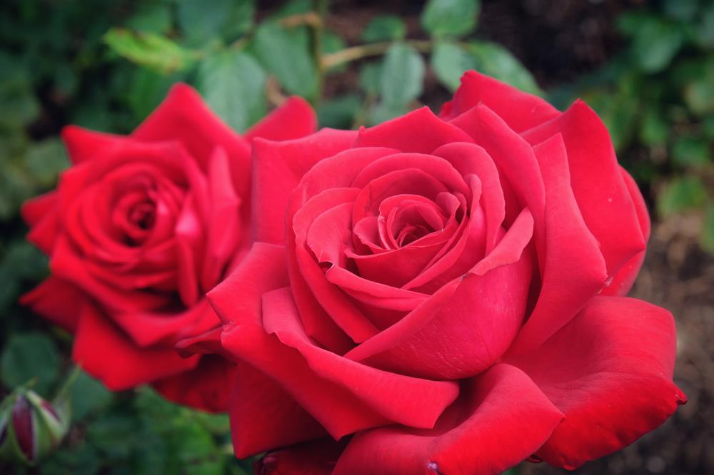 Rosa 'Loving Memory' (Loving Memory Hybrid Tea Rose)