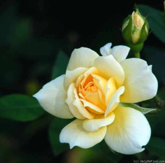 Rosa ‘Softee’ (Softee Rose)