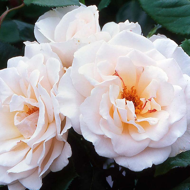Rosa ‘Margaret Merril’ (Rose)