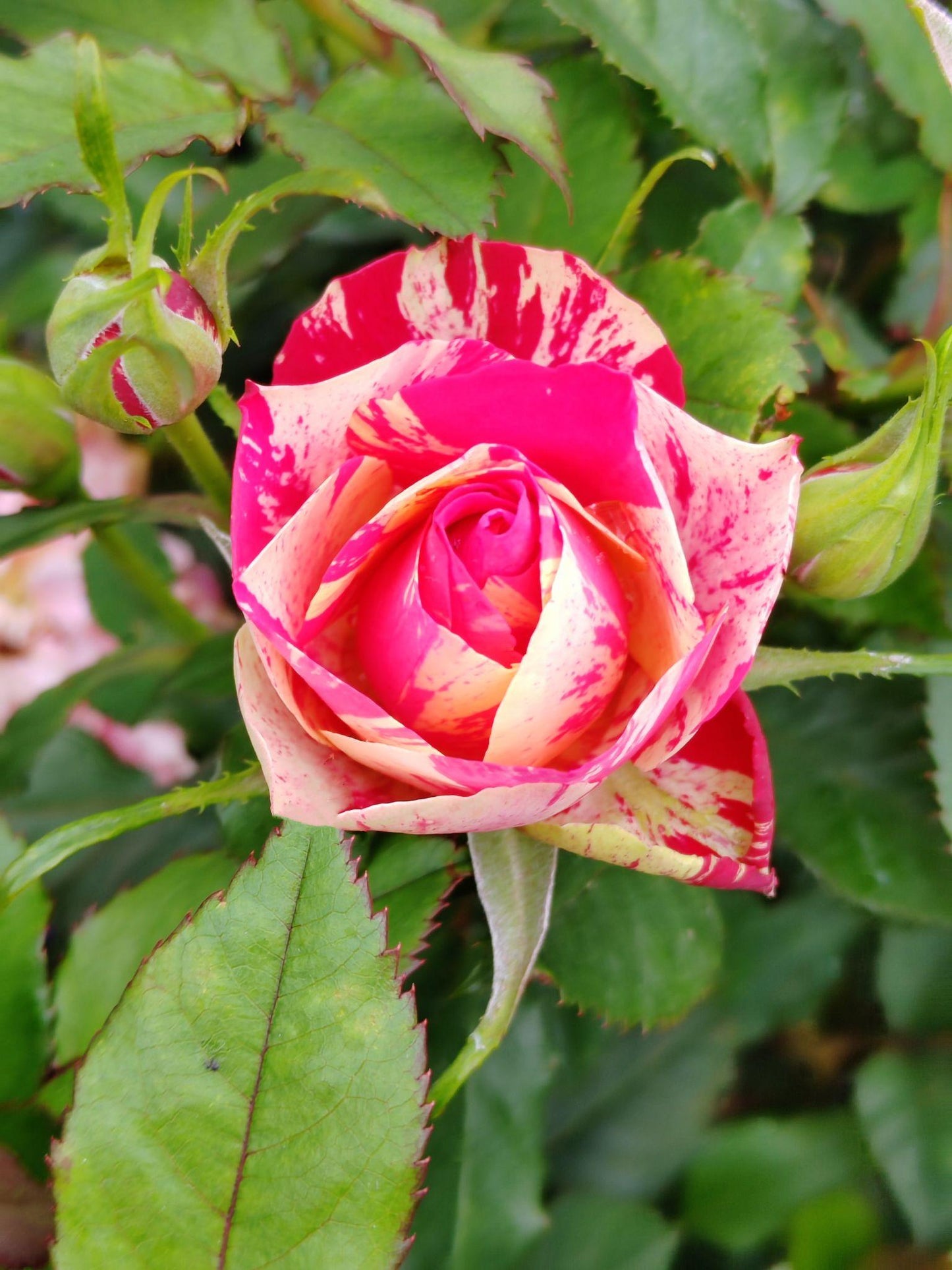 Rosa ‘Maurice Utrillo’ (Hybrid Tea Rose)