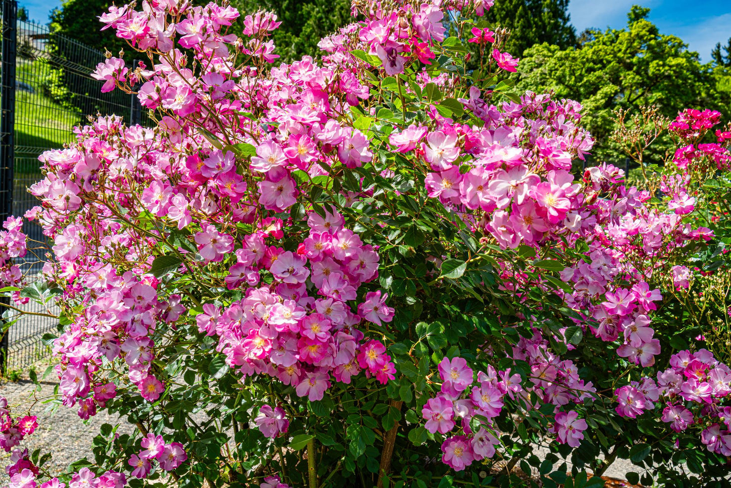 Rosa 'Mount Shasta' (Mount Shasta Hybrid Tea Rose)