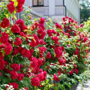 Rosa ‘Oklahoma’ (Hybrid Tea Rose)
