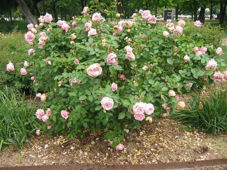 Rosa ‘Perfume Delight’ (Hybrid Tea Rose)
