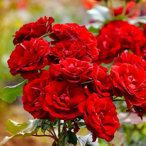 Rosa 'Satchmo' (Satchmo Floribunda Rose)