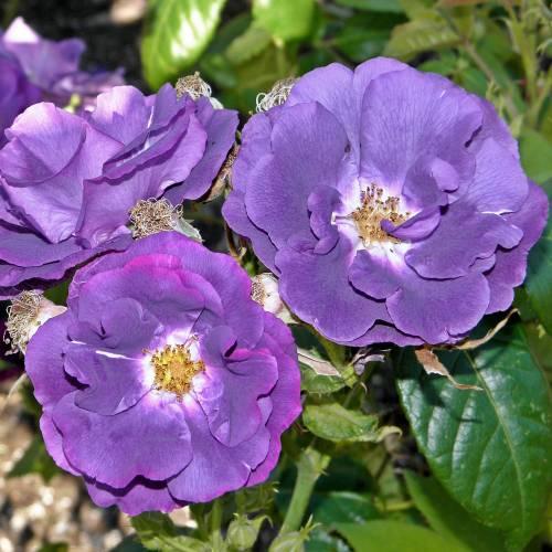 Rosa 'Shocking Blue' (Shocking Blue Floribunda Rose)