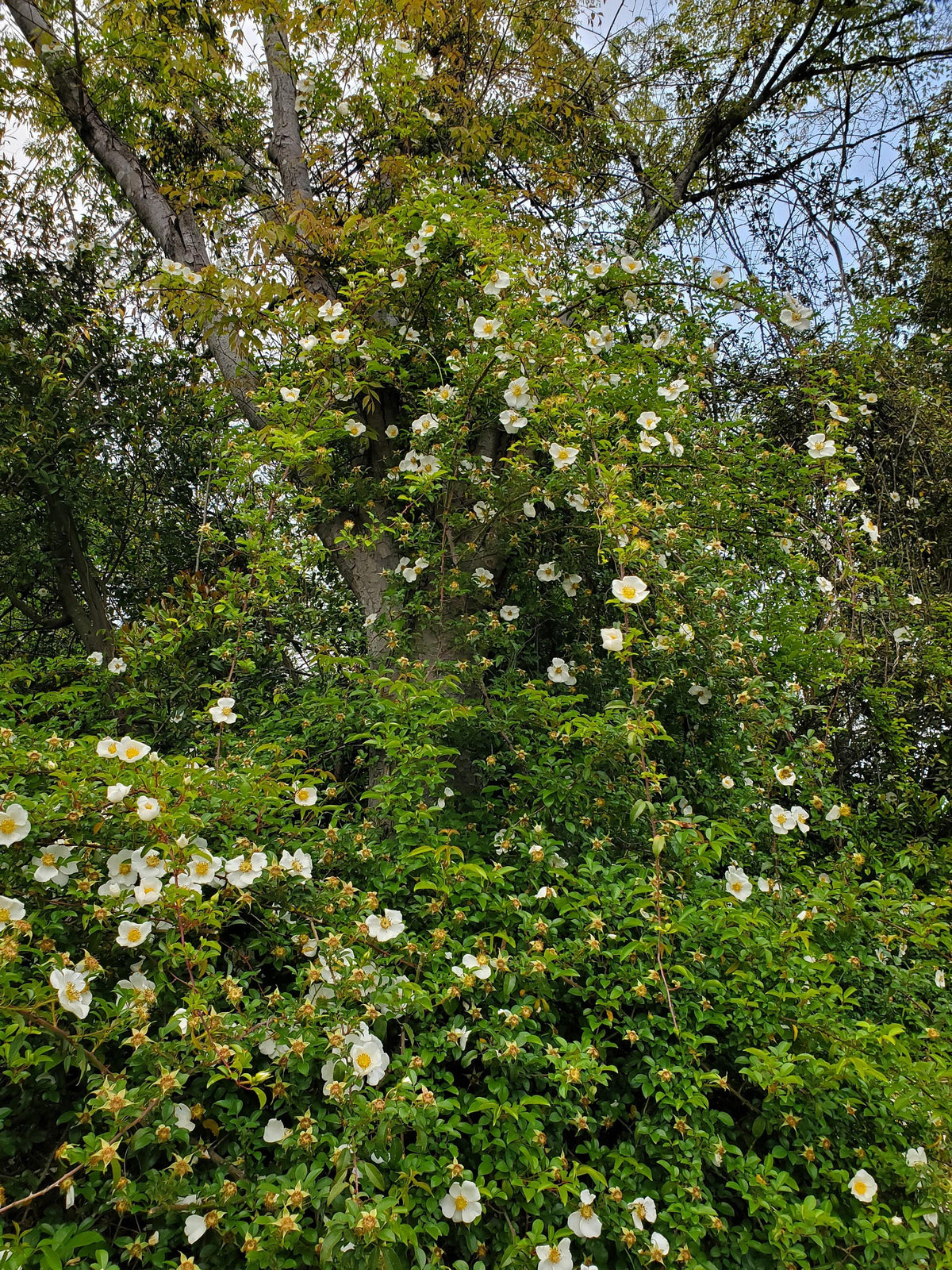 Rosa ‘Sinica Alba’ (Large Single White Climbing Rose)