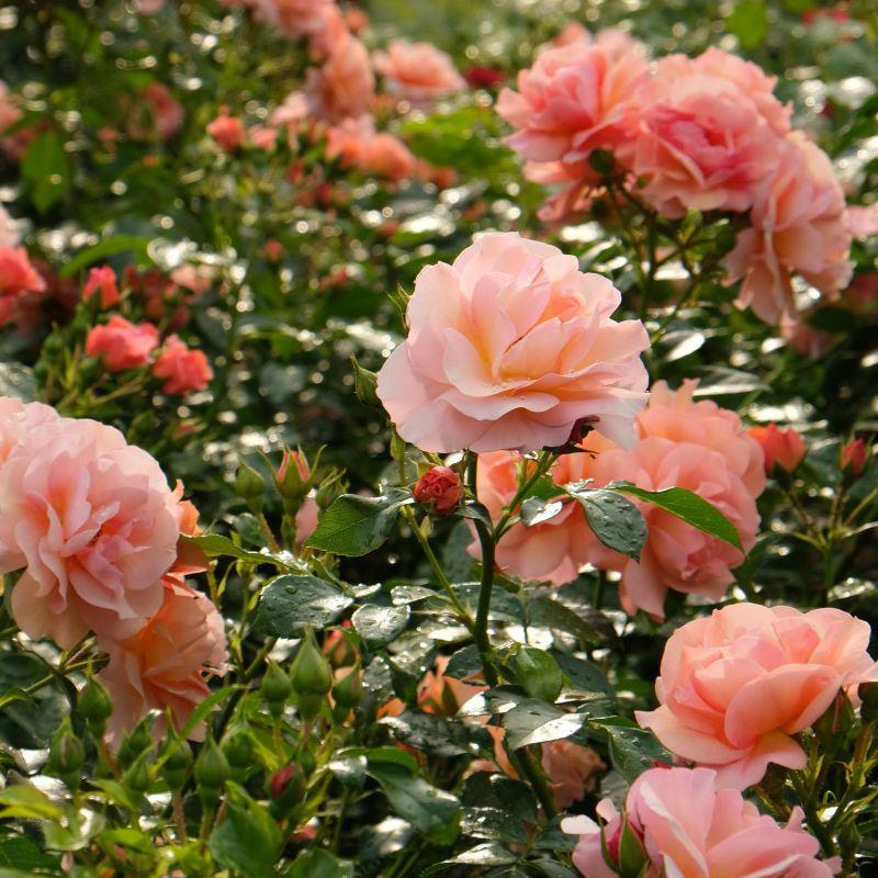 Rosa 'Soul Sister' (Floribunda Rose)