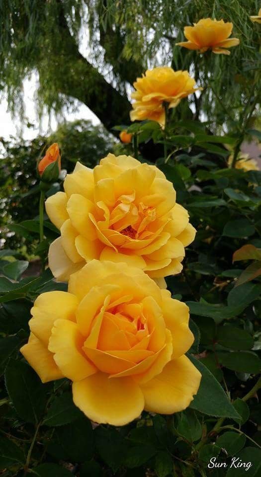 Rosa ‘Sun King’