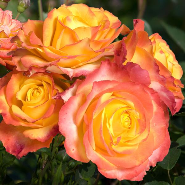 Rosa 'Tequila Sunrise' (Tequila Sunrise Floribunda Rose)
