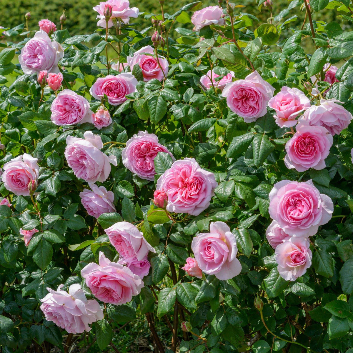 Rosa ‘The Ancient Mariner’ (The Ancient Mariner Rose) Standards