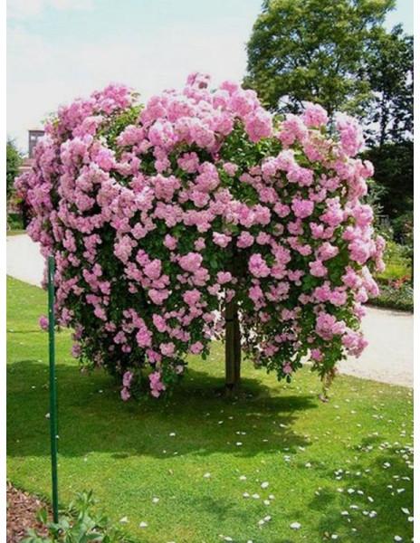 Rosa ‘The Fairy’ (The Fairy Weeping Standard Rose)