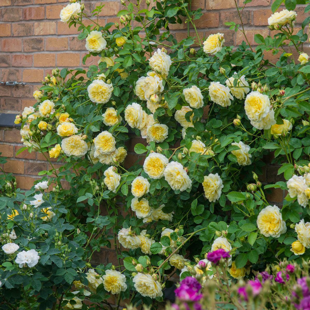 Rosa ‘The Pilgrim’ (The Pilgrim David Austin Rose)