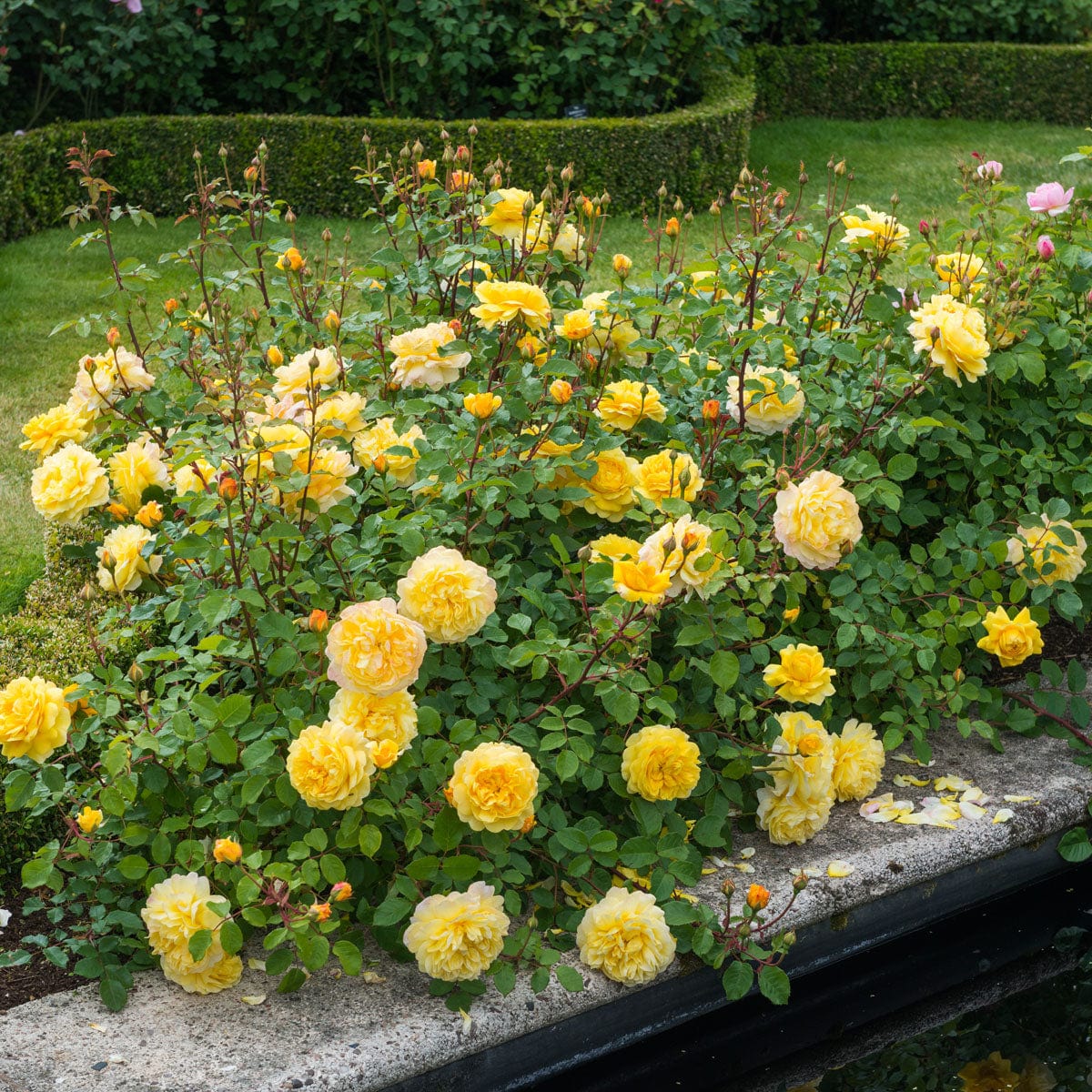 Rosa ‘The Poet’s Wife’ (The Poet’s Wife English Shrub Rose)